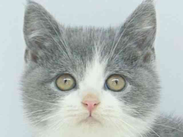 福岡県のブリティッシュショートヘアー (ひごペットフレンドリーゆめタウン筑紫野店/2025年10月10日生まれ/男の子/ブルーホワイト)の子猫の1枚目の画像