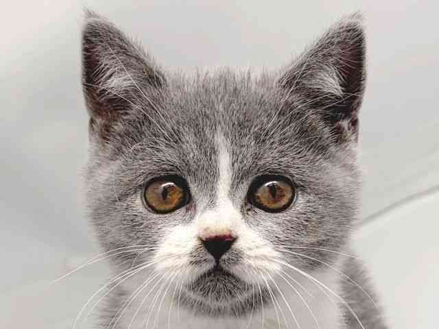 京都府のブリティッシュショートヘアー (ひごペットフレンドリー洛北阪急スクエア店/2025年10月10日生まれ/女の子/ブルーホワイト)の子猫