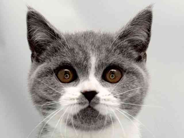 京都府のブリティッシュショートヘアー (ひごペットフレンドリー洛北阪急スクエア店/2025年10月10日生まれ/女の子/ブルーホワイト)の子猫の1枚目の画像