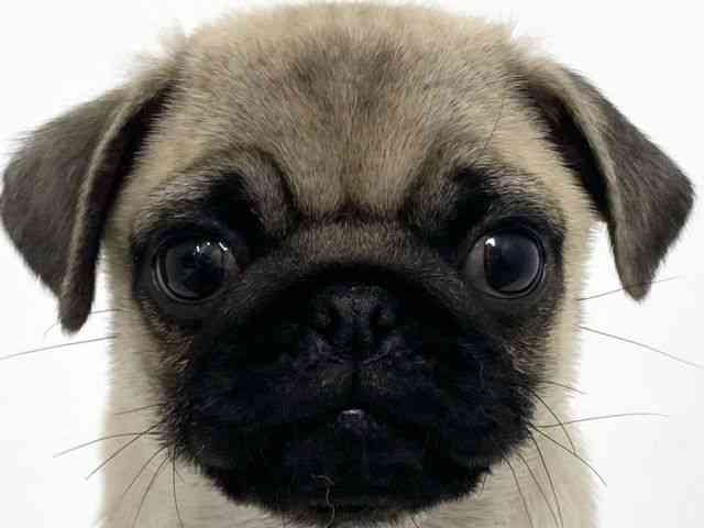 大阪府のパグ (ひごペットフレンドリーベルファⅡ都島店/2025年10月8日生まれ/女の子/フォーン)の子犬の1枚目の画像