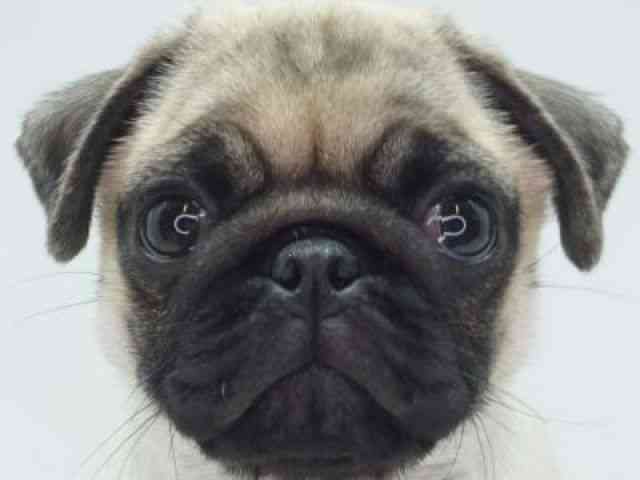 福岡県のパグ (ひごペットフレンドリーゆめタウン筑紫野店/2025年10月8日生まれ/女の子/フォーン)の子犬の1枚目の画像