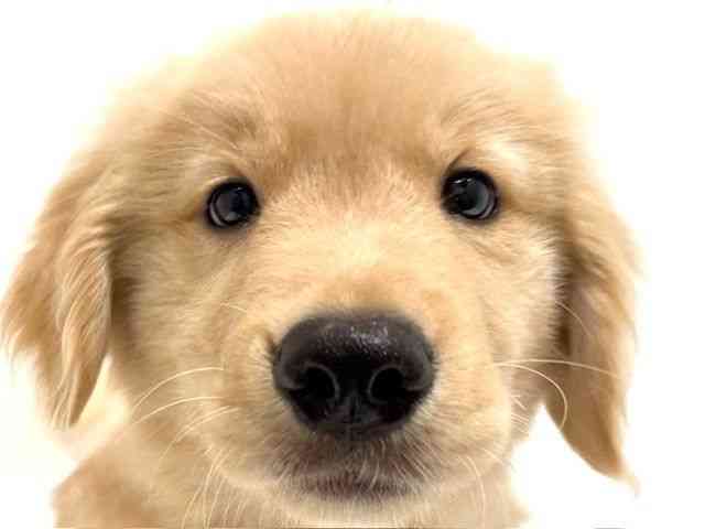 大阪府のゴールデンレトリバー (ひごペットフレンドリーイオン高槻店/2025年10月7日生まれ/男の子/ゴールデン)の子犬の1枚目の画像