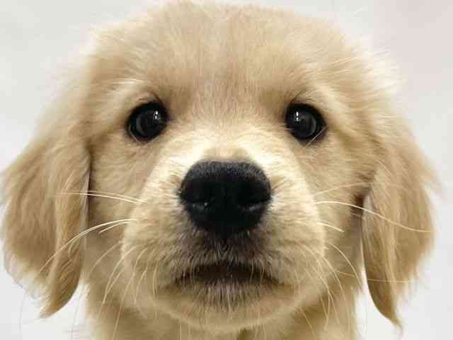 高知県のゴールデンレトリバー (ひごペットフレンドリーイオンモール高知店/2025年10月3日生まれ/男の子/ゴールデン)の子犬の1枚目の画像