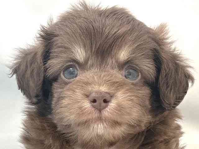 大阪府のチワプー/プーチー(チワワ×プードル) (ひごペットフレンドリー堺プラットプラット店/2025年10月13日生まれ/男の子/ブラウンタン)の子犬の1枚目の画像