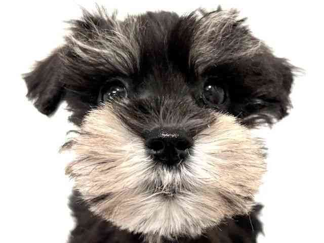 大阪府のミニチュアシュナウザー (ひごペットフレンドリーイオン高槻店/2025年10月10日生まれ/女の子/ブラックシルバー)の子犬の1枚目の画像