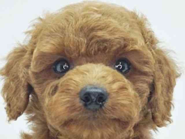 福岡県のトイプードル(トイ) (ひごペットフレンドリーゆめタウン筑紫野店/2025年10月12日生まれ/男の子/レッド)の子犬の1枚目の画像