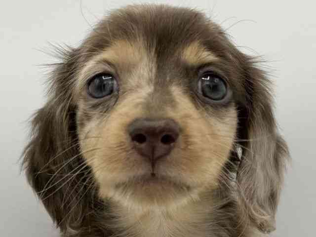 大阪府のカニンヘンダックスフンド(ロング) (ひごペットフレンドリーららぽーとEXPOCITY店/2025年10月14日生まれ/男の子/チョコレートダップル)の子犬の1枚目の画像