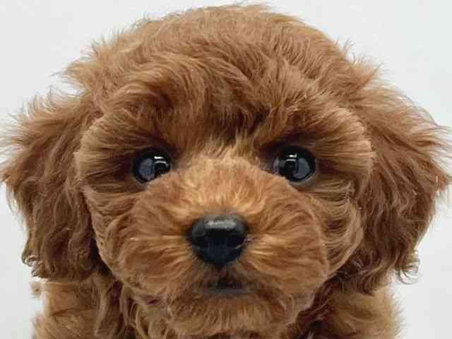 大阪府のトイプードル(トイ) (ひごペットフレンドリーイトーヨーカドー津久野店/2025年10月10日生まれ/女の子/レッド)の子犬の1枚目の画像