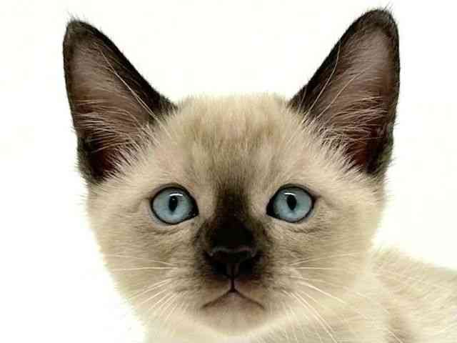 兵庫県のトンキニーズ (ひごペットフレンドリーブルメールHAT神戸店/2025年10月14日生まれ/男の子/シャンパンミンク)の子猫