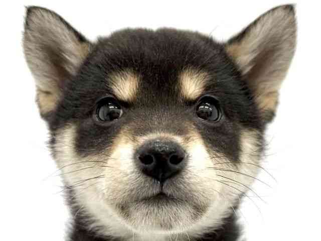 大阪府の柴犬(標準サイズ) (ひごペットフレンドリーイオンタウン茨木太田店/2025年10月14日生まれ/女の子/黒)の子犬