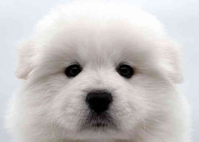 島根県のサモエド (ひごペットフレンドリーイオン松江ショッピングセンター店/2025年10月11日生まれ/男の子/ホワイト)の子犬の1枚目の画像