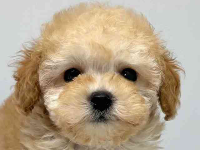 大阪府のトイプードル(トイ) (ひごペットフレンドリーセブンパーク天美店/2025年10月13日生まれ/男の子/アプリコット)の子犬の1枚目の画像