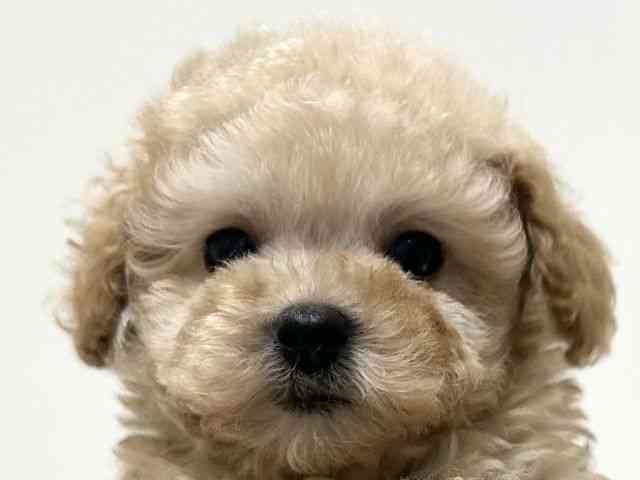愛知県のトイプードル(トイ) (ひごペットフレンドリーららぽーと名古屋みなとアクルス店/2025年10月13日生まれ/男の子/アプリコット)の子犬の1枚目の画像