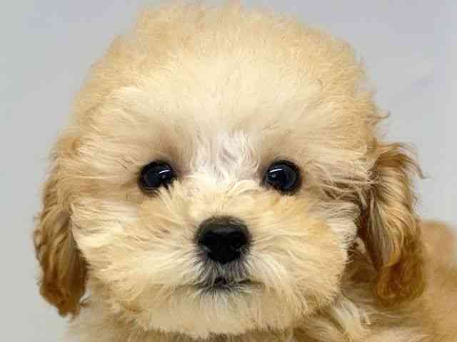 大阪府のトイプードル(トイ) (ひごペットフレンドリーセブンパーク天美店/2025年10月13日生まれ/男の子/アプリコット)の子犬の1枚目の画像