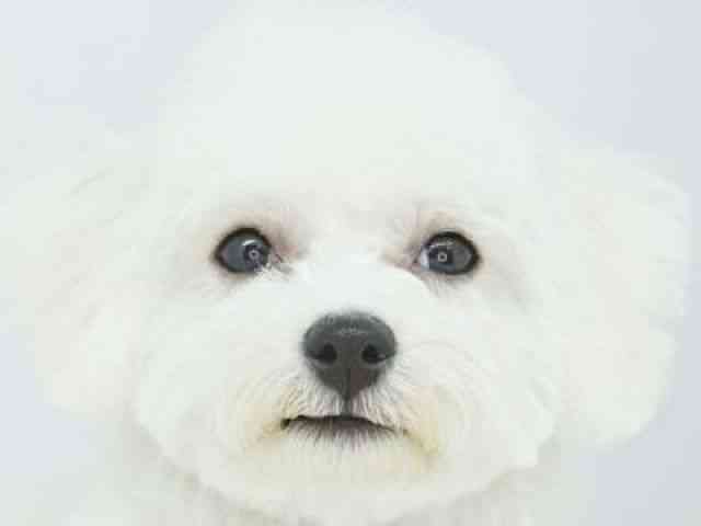 福岡県のビションフリーゼ (ひごペットフレンドリーゆめタウン筑紫野店/2025年10月14日生まれ/女の子/ホワイト)の子犬の1枚目の画像