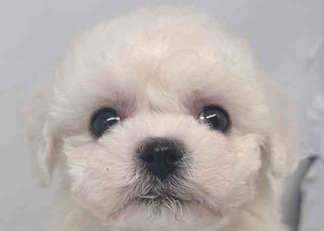 鳥取県のビションフリーゼ (ひごペットフレンドリーイオンモール鳥取北店/2025年10月14日生まれ/女の子/ホワイト)の子犬の1枚目の画像