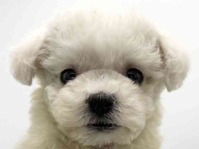 大阪府のビションフリーゼ (ひごペットフレンドリーららぽーとEXPOCITY店/2025年10月11日生まれ/男の子/ホワイト)の子犬