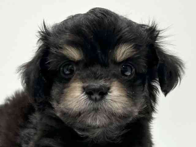 愛知県のチワプー/プーチー(チワワ×プードル) (ひごペットフレンドリーららぽーと名古屋みなとアクルス店/2025年10月14日生まれ/男の子/ブラックタン)の子犬