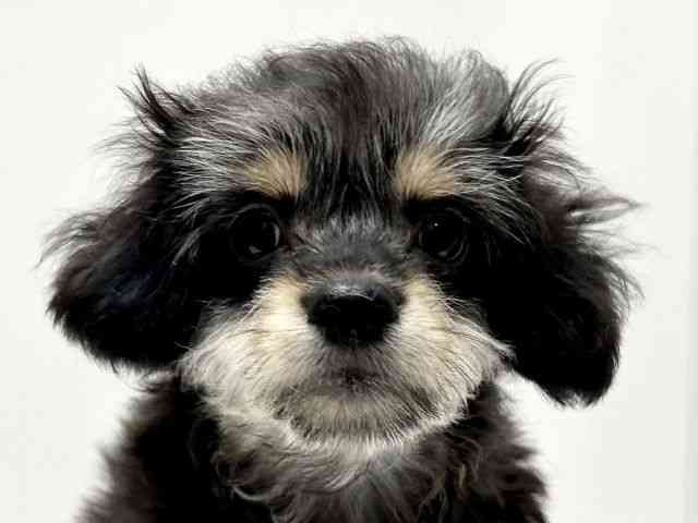 愛知県のチワプー/プーチー(チワワ×プードル) (ひごペットフレンドリーららぽーと名古屋みなとアクルス店/2025年10月14日生まれ/男の子/ブラックタン)の子犬の1枚目の画像