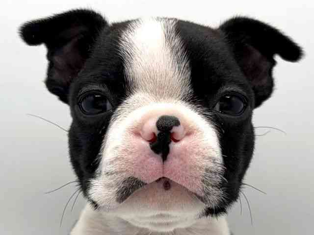 奈良県のボストンテリア (ひごペットフレンドリー田原本店/2025年10月12日生まれ/女の子/ボストンカラー)の子犬の1枚目の画像