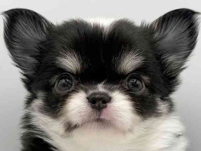 大阪府のチワワ(ロング) (ひごペットフレンドリーららぽーとEXPOCITY店/2025年10月13日生まれ/女の子/ブラックタンホワイト)の子犬の1枚目の画像