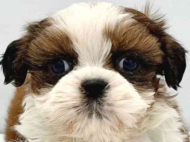 大阪府のシーズー (ひごペットフレンドリーイトーヨーカドー津久野店/2025年10月14日生まれ/男の子/ホワイトゴールド)の子犬の1枚目の画像