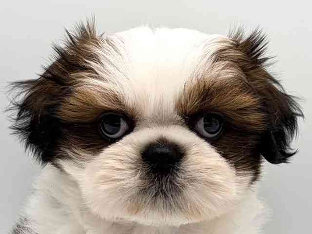 奈良県のシーズー (ひごペットフレンドリー田原本店/2025年10月14日生まれ/男の子/ホワイトゴールド)の子犬の1枚目の画像