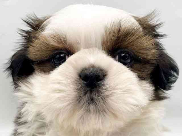 奈良県のシーズー (ひごペットフレンドリートナリエ大和高田店/2025年10月14日生まれ/男の子/ホワイトゴールド)の子犬の1枚目の画像