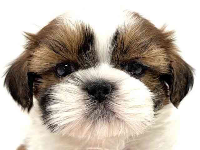 大阪府のシーズー (ひごペットフレンドリーイオン高槻店/2025年10月13日生まれ/女の子/ホワイトゴールド)の子犬の1枚目の画像