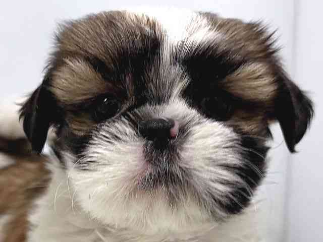 奈良県のシーズー (ひごペットフレンドリー奈良パワーシティ店/2025年10月13日生まれ/男の子/ホワイトゴールド)の子犬の1枚目の画像