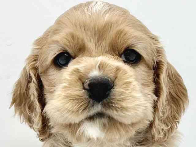 大阪府のアメリカンコッカースパニエル (ひごペットフレンドリーイトーヨーカドー津久野店/2025年10月11日生まれ/男の子/バフ)の子犬の1枚目の画像