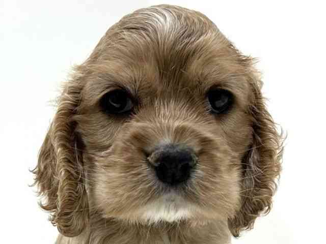 奈良県のアメリカンコッカースパニエル (ひごペットフレンドリーイオンモール橿原ウエスト・ビレッジ店/2025年10月11日生まれ/男の子/バフ)の子犬の1枚目の画像