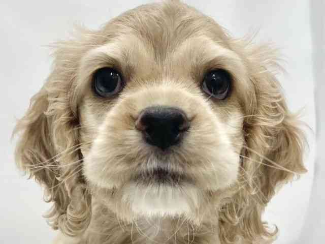 高知県のアメリカンコッカースパニエル (ひごペットフレンドリーイオンモール高知店/2025年10月11日生まれ/女の子/バフ)の子犬の1枚目の画像