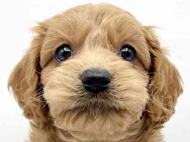 奈良県のコッカプー(アメリカンコッカースパニエル×プードル) (ひごペットフレンドリートナリエ大和高田店/2025年10月12日生まれ/男の子/レッド)の子犬