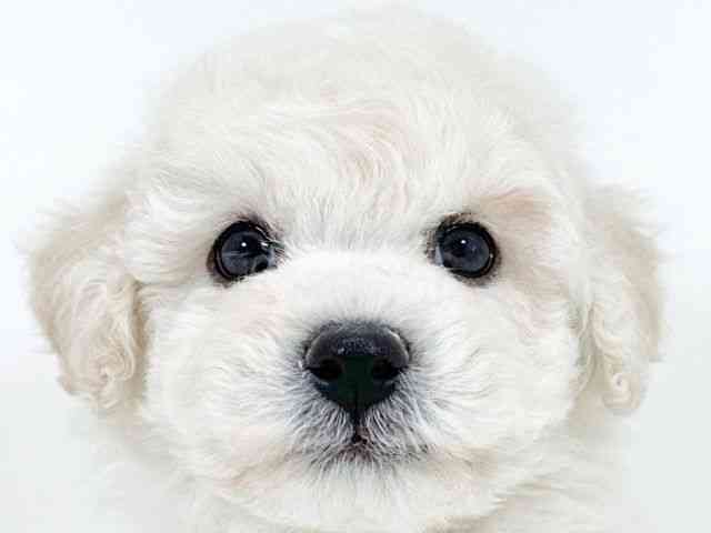 京都府のビションフリーゼ (ひごペットフレンドリーイズミヤショッピングセンター八幡店/2025年10月12日生まれ/男の子/ホワイト)の子犬の1枚目の画像