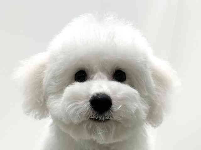 愛知県のビションフリーゼ (ひごペットフレンドリーららぽーと名古屋みなとアクルス店/2025年10月2日生まれ/女の子/ホワイト)の子犬