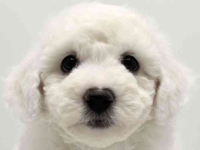 大阪府のビションフリーゼ (ひごペットフレンドリーみのおキューズモール店/2025年10月12日生まれ/男の子/ホワイト)の子犬の1枚目の画像