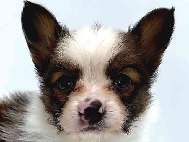 奈良県のパピヨン (ひごペットフレンドリー奈良パワーシティ店/2025年10月14日生まれ/男の子/ホワイトブラウン)の子犬