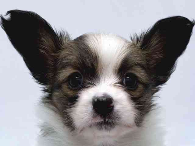 京都府のパピヨン (ひごペットフレンドリー京都店/2025年10月14日生まれ/女の子/ホワイトブラウン)の子犬の1枚目の画像