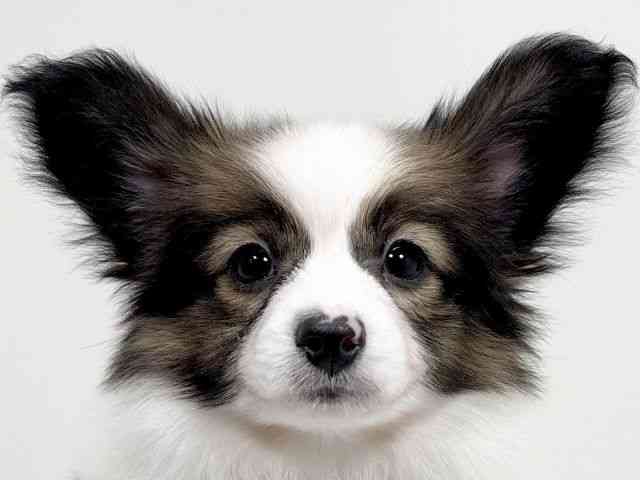 京都府のパピヨン (ひごペットフレンドリーイズミヤショッピングセンター八幡店/2025年10月14日生まれ/女の子/ホワイトブラウン)の子犬の1枚目の画像