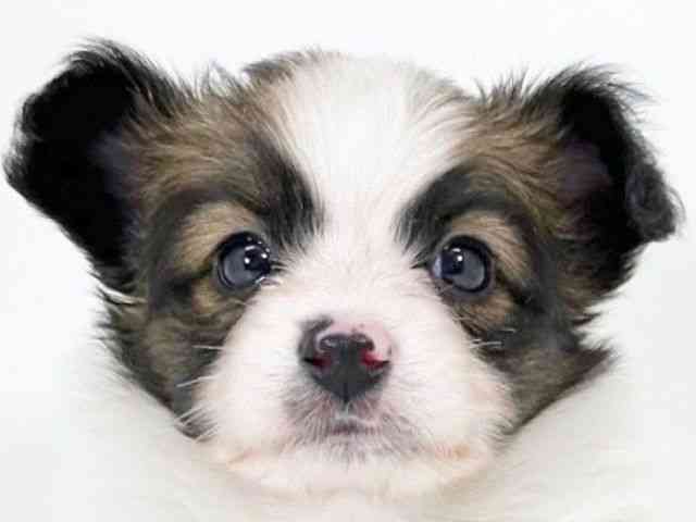 京都府のパピヨン (ひごペットフレンドリーイズミヤショッピングセンター八幡店/2025年10月14日生まれ/女の子/ホワイトブラウン)の子犬