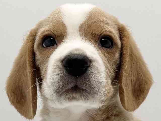 大阪府のビーグル (ひごペットフレンドリーみのおキューズモール店/2025年10月13日生まれ/男の子/レモンホワイト)の子犬の1枚目の画像