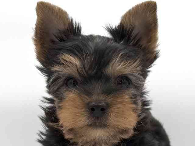 大阪府のヨークシャーテリア (ひごペットフレンドリーイオンそよら海老江店/2025年10月13日生まれ/男の子/スチールブルータン)の子犬の1枚目の画像