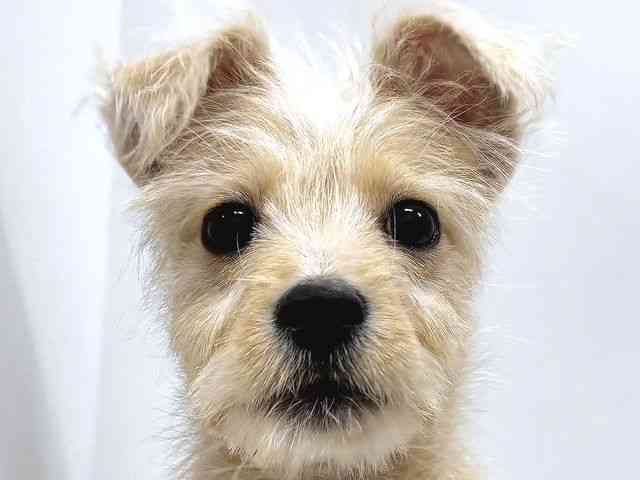 奈良県のポメシュナ/シュナポメ(ポメラニアン×シュナウザー) (ひごペットフレンドリー奈良パワーシティ店/2025年10月14日生まれ/男の子/クリーム)の子犬の1枚目の画像