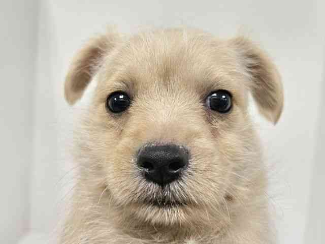 愛知県のポメシュナ/シュナポメ(ポメラニアン×シュナウザー) (ひごペットフレンドリーイトーヨーカドー知多店/2025年10月14日生まれ/男の子/クリーム)の子犬の1枚目の画像