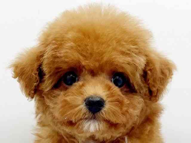 兵庫県のトイプードル(トイ) (ひごペットフレンドリーコロワ甲子園店/2025年10月8日生まれ/男の子/レッド)の子犬の1枚目の画像