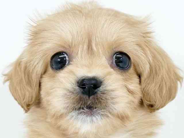 京都府のペキプー(ペキニーズ×プードル) (ひごペットフレンドリーイズミヤショッピングセンター八幡店/2025年10月13日生まれ/女の子/クリーム)の子犬