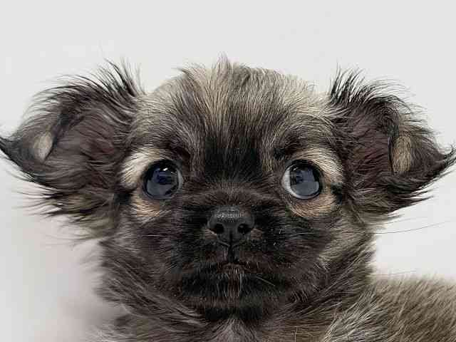 奈良県のチワズー/チワシーズ(チワワ×シーズー) (ひごペットフレンドリーイオンモール橿原ウエスト・ビレッジ店/2025年10月11日生まれ/女の子/フォーン)の子犬の1枚目の画像