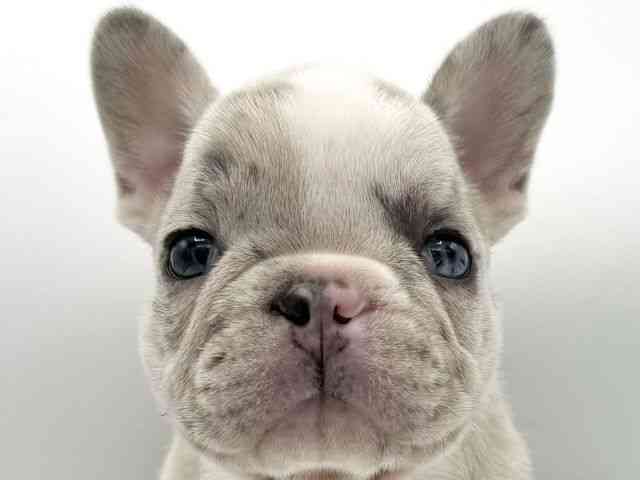 大阪府のフレンチブルドッグ (ひごペットフレンドリーららぽーとEXPOCITY店/2025年10月13日生まれ/男の子/ブルーマール)の子犬の1枚目の画像