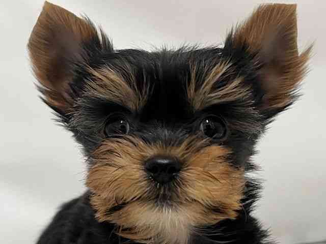 和歌山県のヨークシャーテリア (ひごペットフレンドリーパームシティ和歌山店/2025年10月14日生まれ/男の子/スチールブルータン)の子犬の1枚目の画像